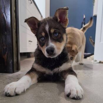 Husky Dogs Available for Adoption in Clavet, Saskatchewan - Maple | PetCurious