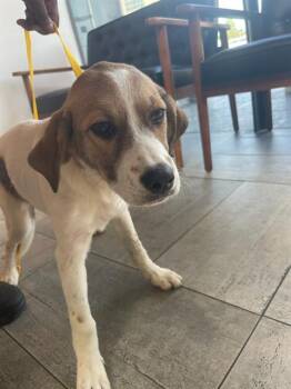 TROUT -  Mixed Breed Dog for Adoption in Dallas, Texas - TROUT | PetCurious
