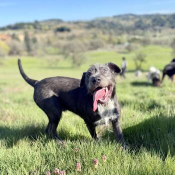 Caesar -  Standard Schnauzer and Labrador Retriever Dog for Adoption in Golden, Colorado - Caesar | PetCurious