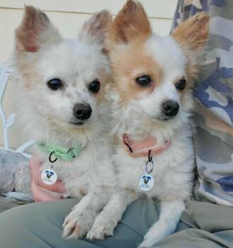 Rescue Chihuahua and Pomeranian Dogs for Adoption in Mead, Colorado - Clay & Thumper | PetCurious