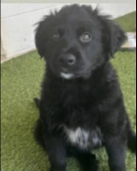 Mixed Breed Dogs Available for Adoption in New York, New York - Jet (p) | PetCurious
