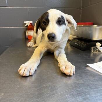 TUSC-Stray-84661_2 -  Hound and Labrador Retriever Dog for Adoption in Tuscaloosa, Alabama - TUSC-Stray-84661_2 | PetCurious