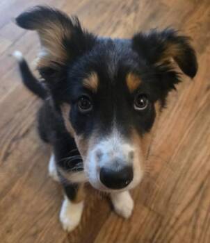 Charlie -  Australian Shepherd Dog for Adoption in Painesville, Ohio - Charlie | PetCurious
