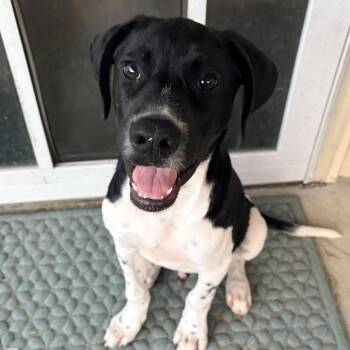 Mike -  Labrador Retriever and Hound Dog for Adoption in Pleasure Rdge, Kentucky - Mike | PetCurious