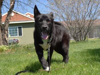 Shepherd Dogs Available for Adoption in Tomah, Wisconsin - Jade | PetCurious