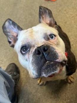 Chucky -  Bulldog Dog for Adoption in Cleveland, Ohio - Chucky | PetCurious