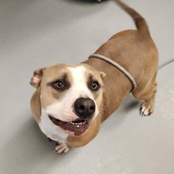 Mixed Breed Dogs Available for Adoption - Bam Bam | PetCurious