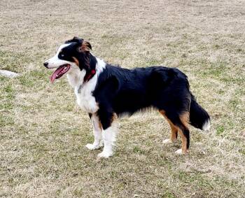 Louis -  Australian Shepherd and Border Collie Dog for Adoption in Winnipeg, Manitoba - Louis | PetCurious