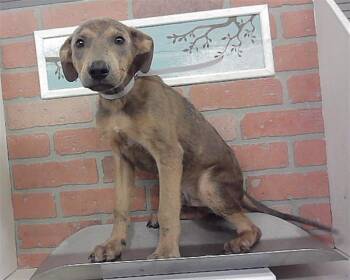 SHAI -  Staffordshire Bull Terrier and Mixed Breed Dog for Adoption in Houston, Texas - SHAI | PetCurious