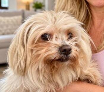 Webster -  Maltese Dog for Adoption in Tifton, Georgia - Webster | PetCurious