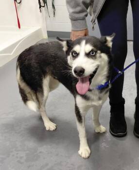Husky and Mixed Breed Dogs Available for Adoption - LIzzie | PetCurious