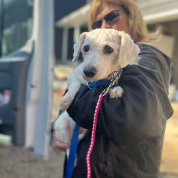 Bichon Frise Dogs Available for Adoption - Lilac | PetCurious