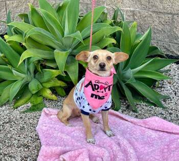 Rescue Chihuahua and Mixed Breed Dogs for Adoption in Mission Viejo, California - Sakura | PetCurious