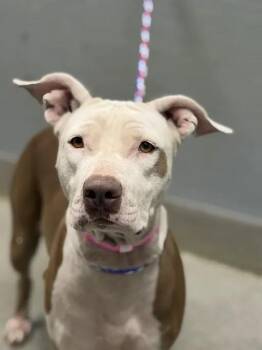 VADA VERNAE BLUE BEAR -  Pit Bull Terrier Dog for Adoption in Las Vegas, Nevada - VADA VERNAE BLUE BEAR | PetCurious