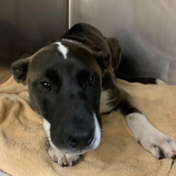 GUINNESS (Wayde) -  Mixed Breed Dog for Adoption in Memphis, Tennessee - GUINNESS (Wayde) | PetCurious