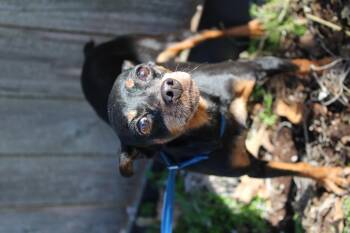 Rescue Miniature Pinscher Dogs for Adoption in Neosho, Missouri - GiGi | PetCurious