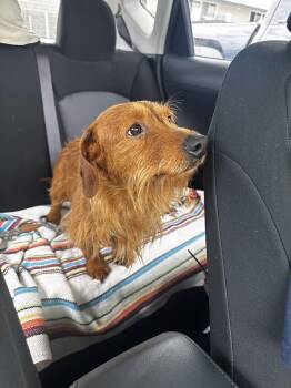 Wirehaired Dachshund Dogs Available for Adoption in Tustin, California - Sparky-- Available For Adoption  | PetCurious