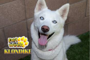 SAVE ME PLEASE Klondike - IDA551339 -  Siberian Husky Dog for Adoption in San Marcos, California - SAVE ME PLEASE Klondike - IDA551339 | PetCurious