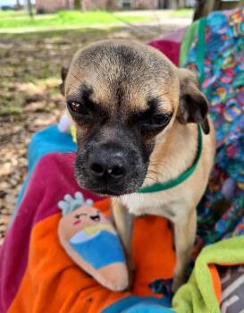 Pug and Rat Terrier Dogs Available for Adoption in Missouri City, Texas - Valente BL14281-T | PetCurious