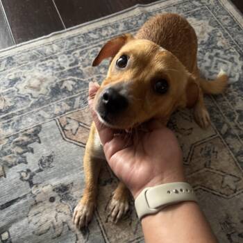 Bingo -  Dachshund and Chihuahua Dog for Adoption in Liverpool, Texas - Bingo | PetCurious