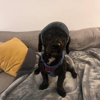Kas -  Miniature Poodle and Lhasa Apso Dog for Adoption - Kas | PetCurious
