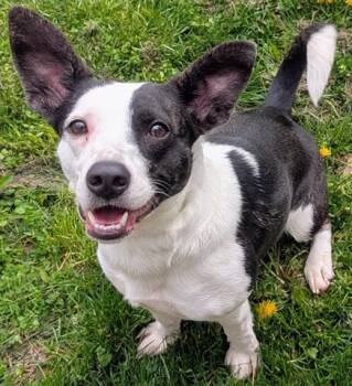 Parson Russell Terrier and Mixed Breed Dogs Available for Adoption in Akron, Ohio - POPPY | PetCurious