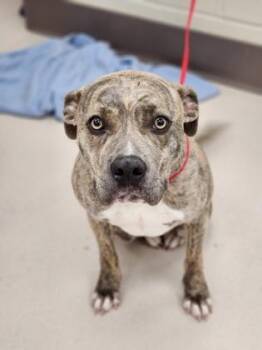 Pit Bull Terrier and Mixed Breed Dogs Available for Adoption in Westland, Michigan - Honeybee | PetCurious