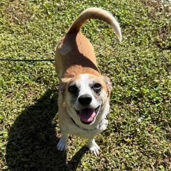 Mixed Breed Dogs Available for Adoption - Fred | PetCurious