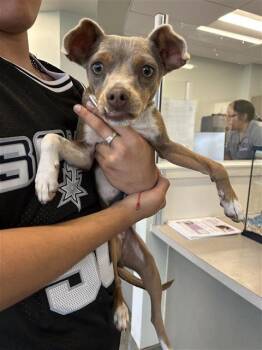 Terrier Dogs Available for Adoption in San Antonio, Texas - LAFONDA | PetCurious