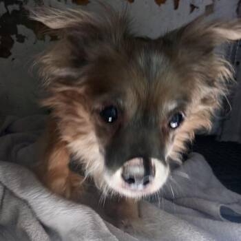 Brownie -  Dachshund Dog for Adoption in San Gabriel, California - Brownie | PetCurious