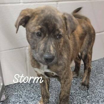 Mixed Breed Dogs Available for Adoption in Buchanan Dam, Texas - Storm | PetCurious