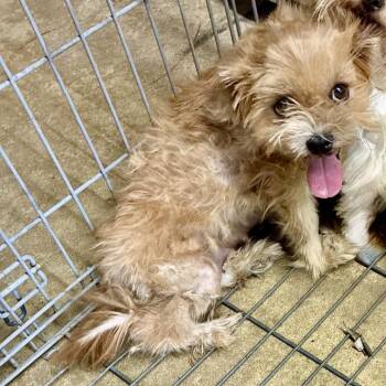 Millie -  Shih Tzu Dog for Adoption in Natchitoches, Louisiana - Millie | PetCurious