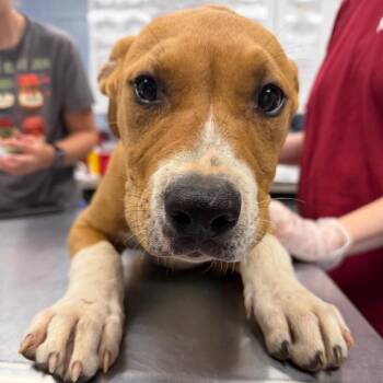 Gran Torino -  Mountain Cur and Mixed Breed Dog for Adoption in Martinsville, Virginia - Gran Torino | PetCurious