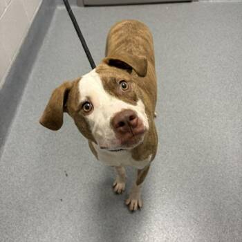 BELLA -  Pit Bull Terrier and Mixed Breed Dog for Adoption in Indianapolis, Indiana - BELLA | PetCurious