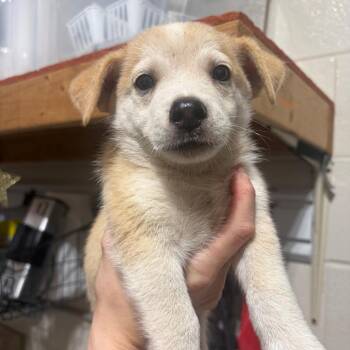 Fanta -  Mixed Breed Dog for Adoption in Milton, Florida - Fanta | PetCurious