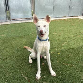 Muffler -  Mixed Breed Dog for Adoption in Truckee, California - Muffler | PetCurious