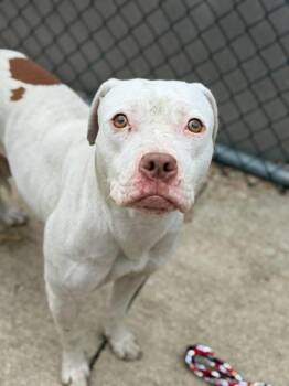 Josslyn -  Pit Bull Terrier Dog for Adoption in Chicago, Illinois - Josslyn | PetCurious