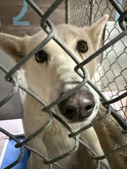 Husky Dogs Available for Adoption - Sasha | PetCurious