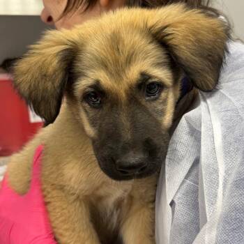 Rocket -  Anatolian Shepherd and Golden Retriever Dog for Adoption in Greenville, South Carolina - Rocket | PetCurious