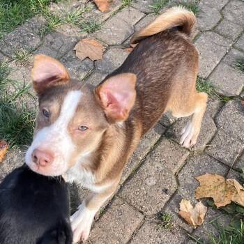 jorts -  Pit Bull Terrier and Mixed Breed Dog for Adoption in Bellingham, Washington - Jorts | PetCurious