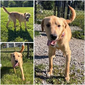 MARLEY -  Labrador Retriever and Mixed Breed Dog for Adoption in Fort Wayne, Indiana - MARLEY | PetCurious