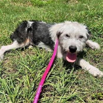 Cody -  Mixed Breed Dog for Adoption in Sarasota, Florida - Cody | PetCurious