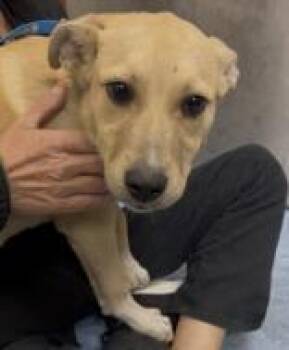 Balto -  Mixed Breed Dog Available for Adoption in Charleston, South Carolina - Balto | PetCurious
