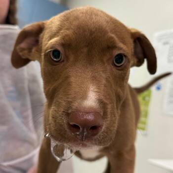 Mario -  Mixed Breed Dog for Adoption in Charleston, West Virginia - Mario | PetCurious