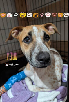 Rescue Cattle Dog Dogs for Adoption in Council Bluffs, Iowa - Merlin | PetCurious