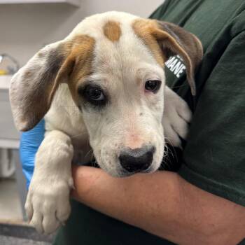 Heathcliff -  Mixed Breed Dog for Adoption in Columbiana, Alabama - Heathcliff | PetCurious