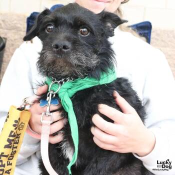 Liam -  Schnauzer and Terrier Dog for Adoption in Washington, District Of Columbia - Liam | PetCurious