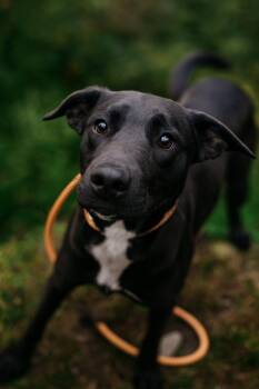 Rescue Black Labrador Retriever Dogs for Adoption in Holly Springs, Mississippi - Victoria | PetCurious