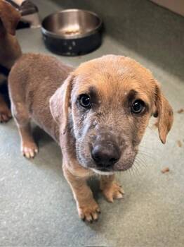 Pit Bull Terrier Dogs Available for Adoption in Baytown, Texas - SAPPHO | PetCurious