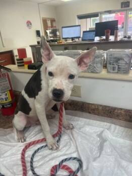 Rescue Mixed Breed Dogs for Adoption in Cincinnati, Ohio - Buggy Bug | PetCurious